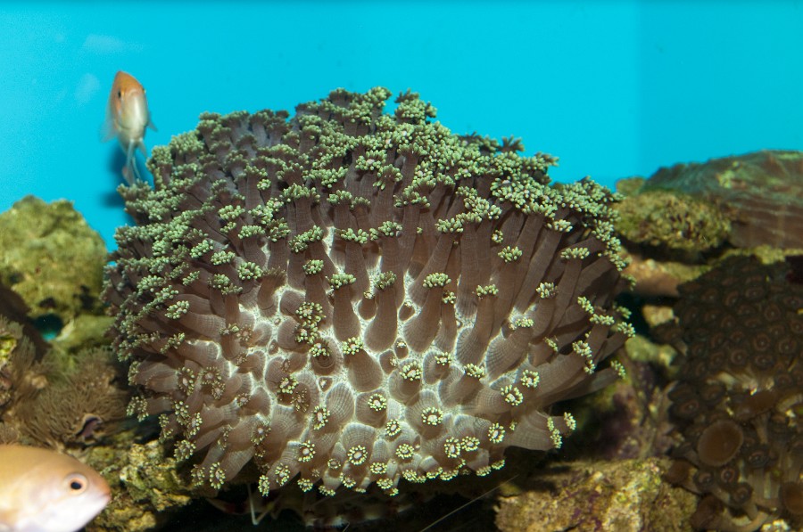 Coral in Saltwater Aquarium